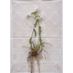  Milfoil